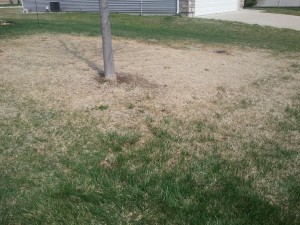 Clover mite damage in the spring. Call your local lawn care services company, Turf Solutions, Lee's Summit, MO to a green, lush lawn this summer. 